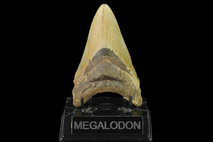 Fossil Megalodon Tooth - North Carolina #124926